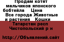 Продам котят мальчиков японского бобтейла. › Цена ­ 30 000 - Все города Животные и растения » Кошки   . Татарстан респ.,Чистопольский р-н
